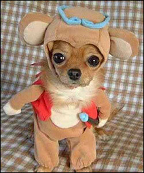 cosplay animaux
