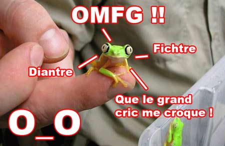 OMG grenouille